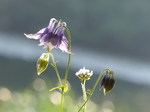 FZ029212 Columbine (Aquilegia vulgaris) blue flower.jpg